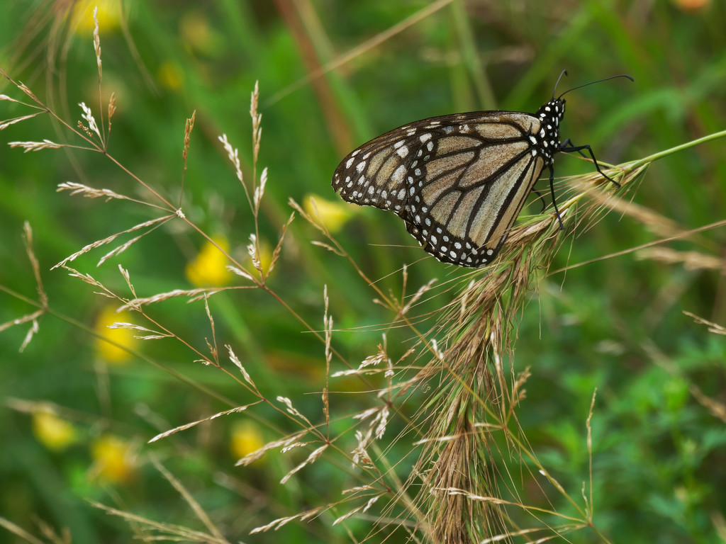 monarch with grass by rminer