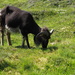 Soay Sheep on Hirta by selkie