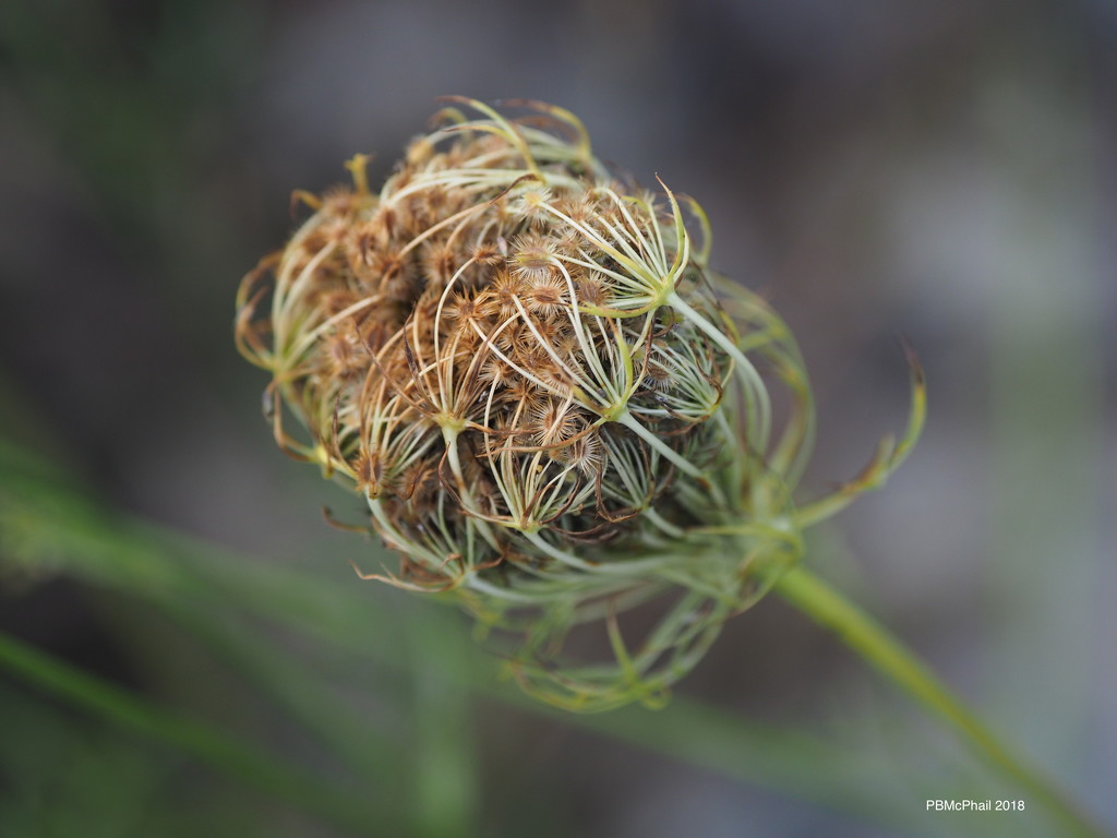 Tangled Queen Anne's Lace by selkie