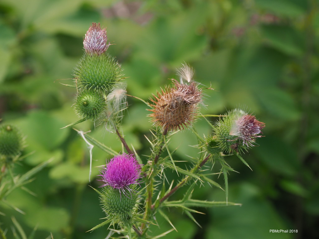 Stages of Thistle by selkie