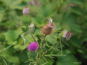 20th Aug 2018 - Stages of Thistle