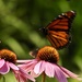 Coneflowers and friends by amyk