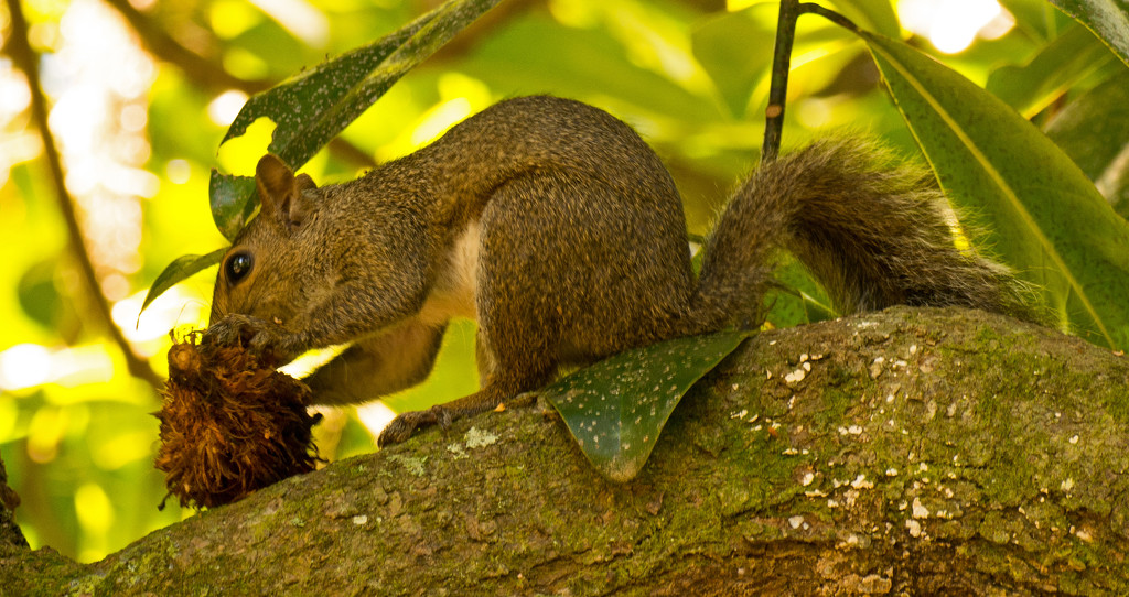 Mr Squirrel Enjoying a Snack! by rickster549