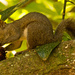 Mr Squirrel Enjoying a Snack! by rickster549