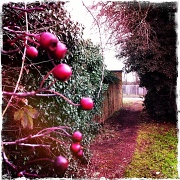 5th Jan 2011 - Lunchtime walk