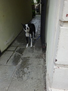 21st Aug 2018 - alley dog