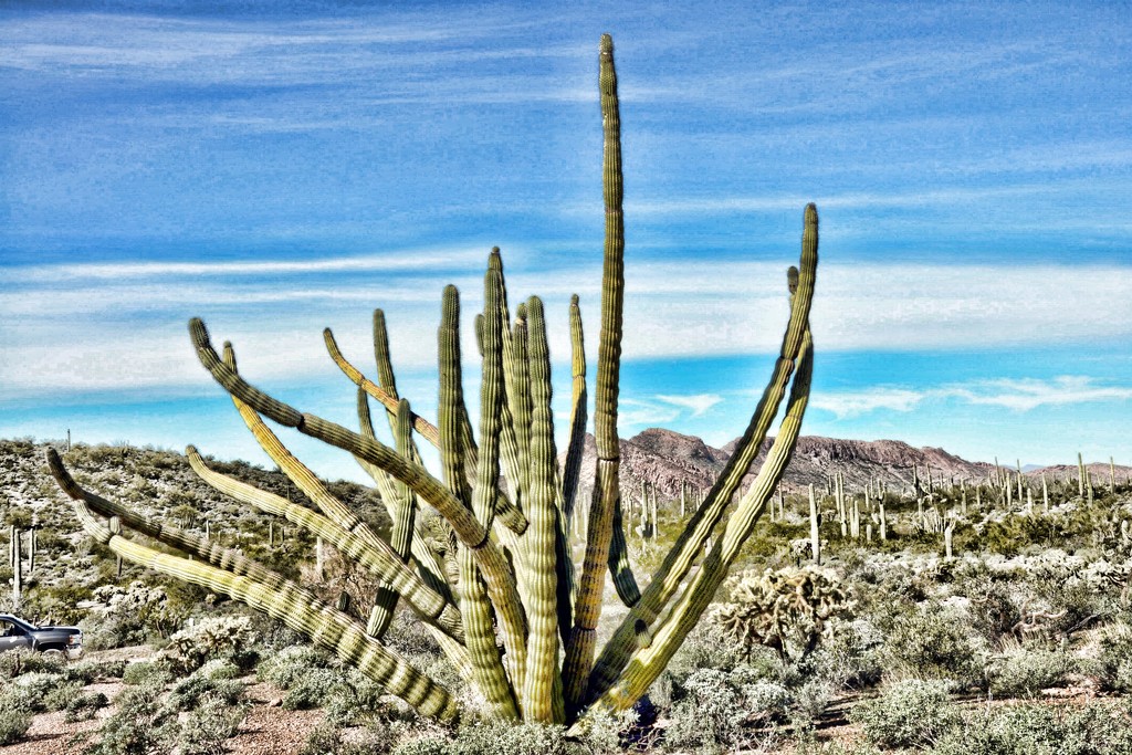 Organ Pipe Cactus by stownsend