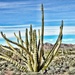 Organ Pipe Cactus by stownsend