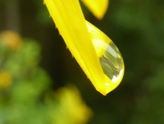 21st Aug 2018 - Droplet