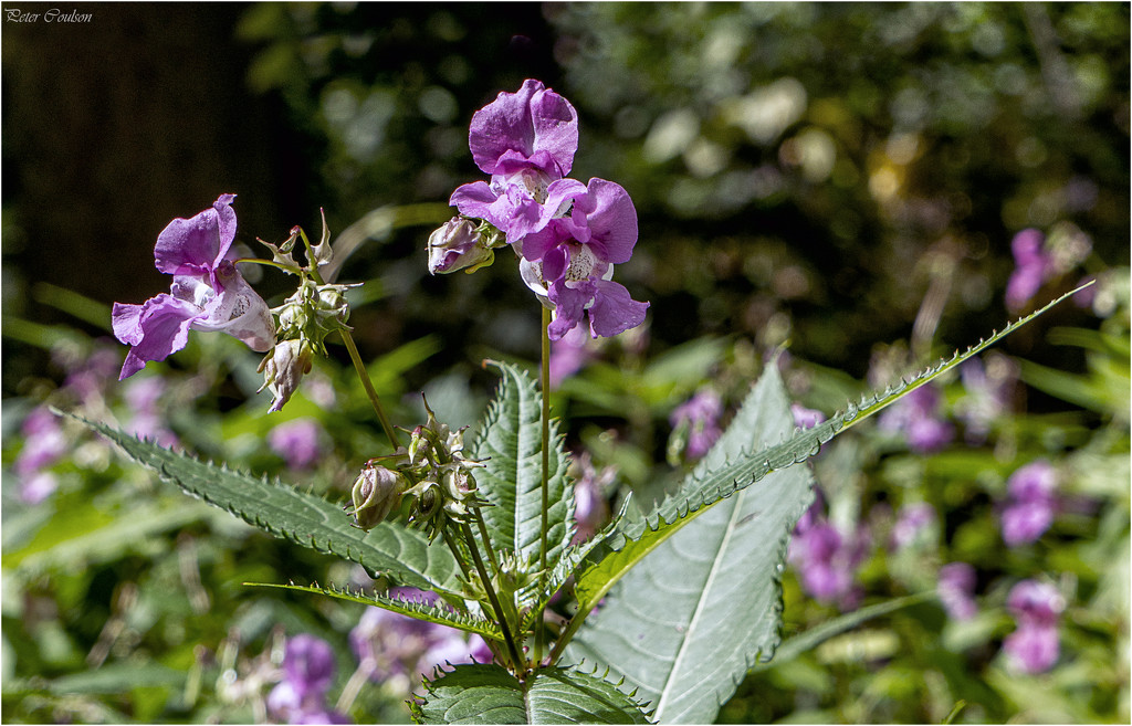Wild Himalayan Balsam by pcoulson