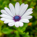 White Daisy by elisasaeter