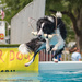 Another from the Ultimate Air Dogs by dridsdale