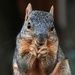 The Crazy Squirrel by milaniet