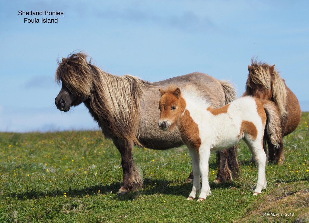 Shetland Ponies by selkie