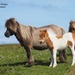 Shetland Ponies by selkie