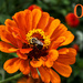 August Alphabet Words - O is for Orange by farmreporter