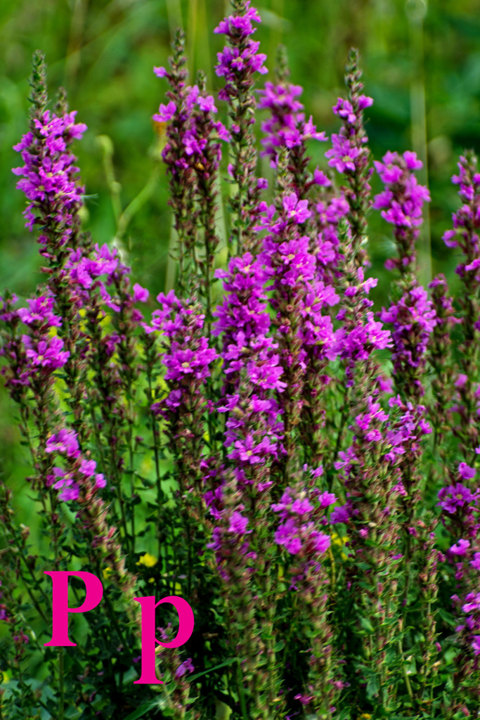 August Alphabet Words - P is for Purple by farmreporter
