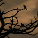 Four Mourning Doves in a Tree by kareenking