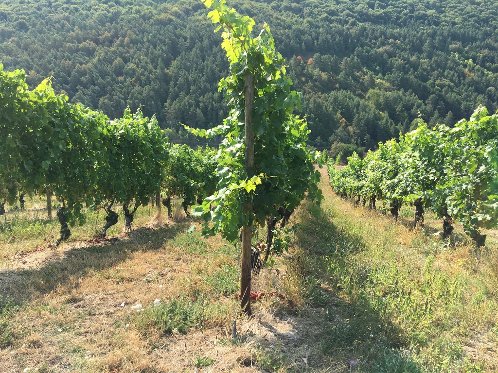 Wineyard near Würzburg, Lower Frankonia, Germany by ninihi