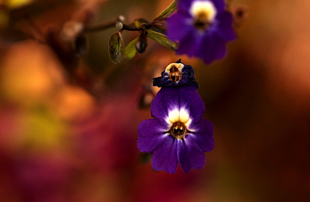 Little Flower by gq