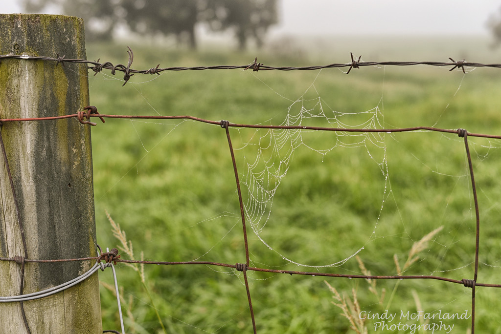 Barbed Fence on a Foggy Morning by cindymc