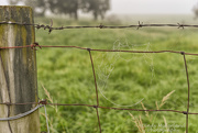22nd Aug 2018 - Barbed Fence on a Foggy Morning