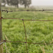 Barbed Fence on a Foggy Morning by cindymc