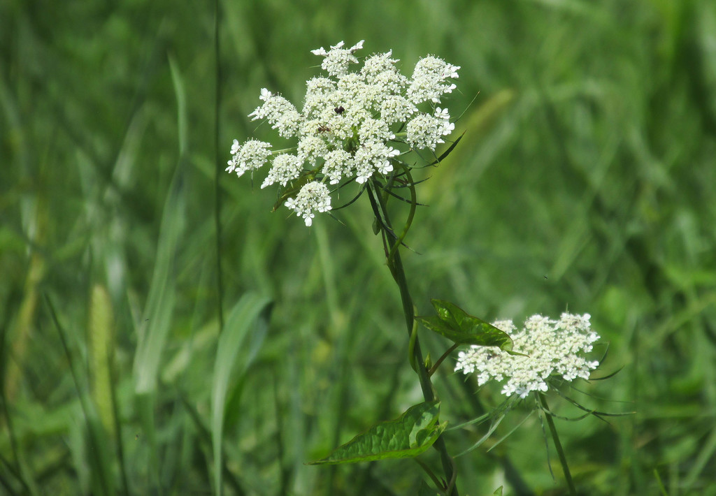 Queen Anne's Lace by mittens