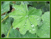22nd Aug 2018 - Rain quenching thirsty leaves.