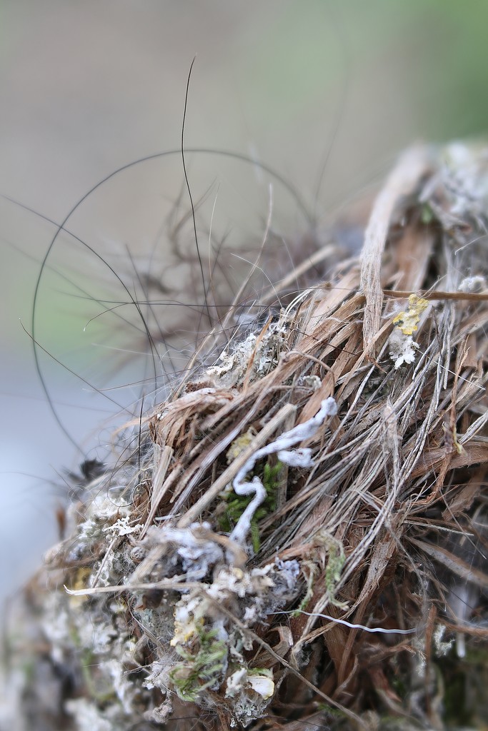 Bird's Nest by motherjane