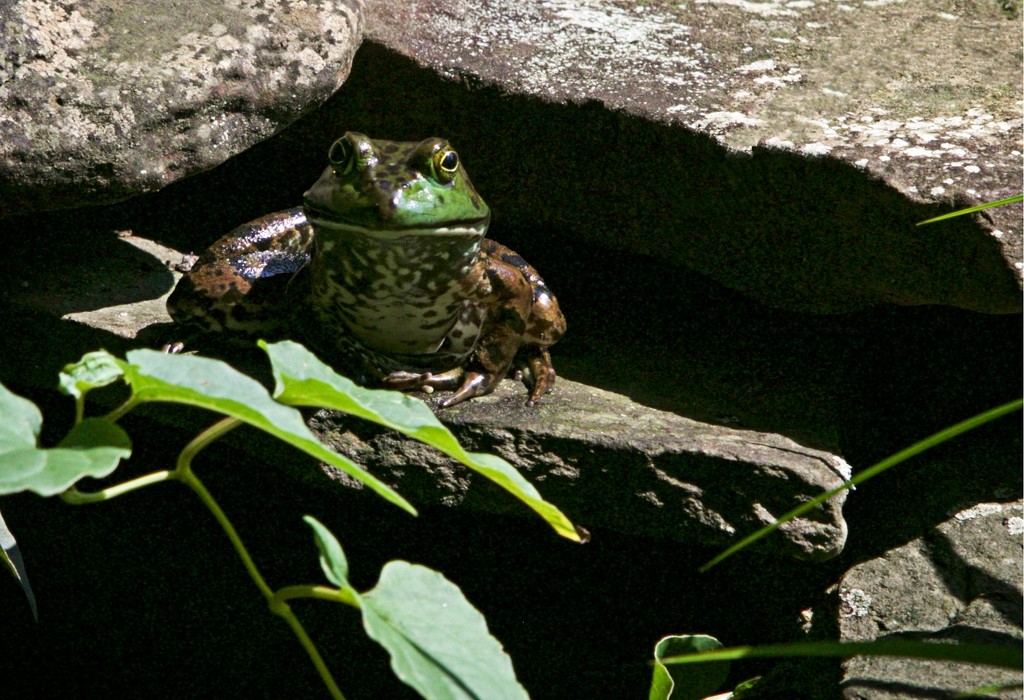 LHG_9971 Froggy by rontu
