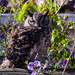 Spotted Eagle Owl - 2 by salza