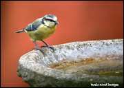 22nd Aug 2018 - Thirsty little blue tit