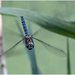 Migrant Hawker by mave