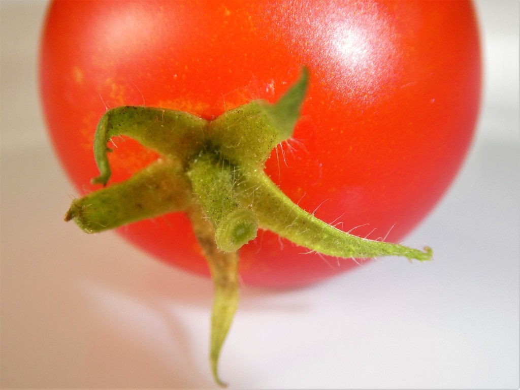 Tomato by flowerfairyann