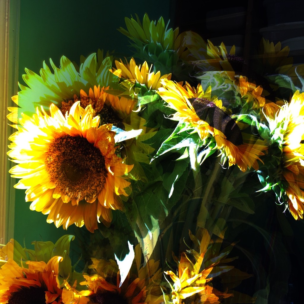Sunflowers by jocasta