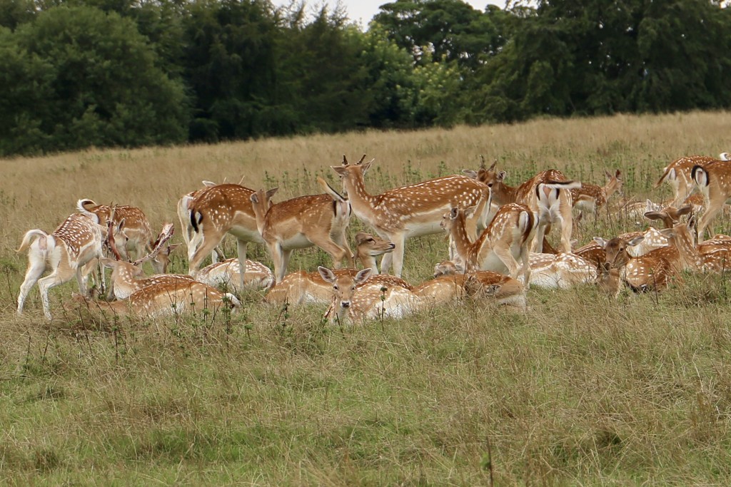 Dyrham Park Deer by phil_sandford