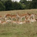 Dyrham Park Deer by phil_sandford
