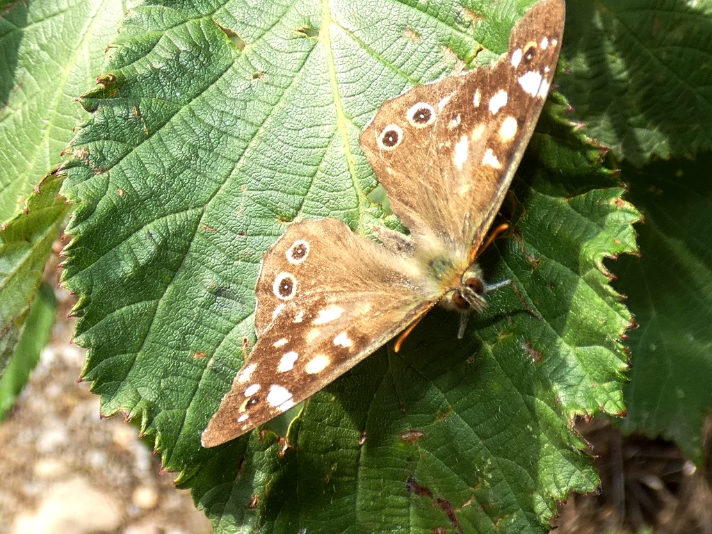 More Speckled Wood by julienne1