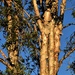 Beautiful Paper Bark Tree ~ by happysnaps