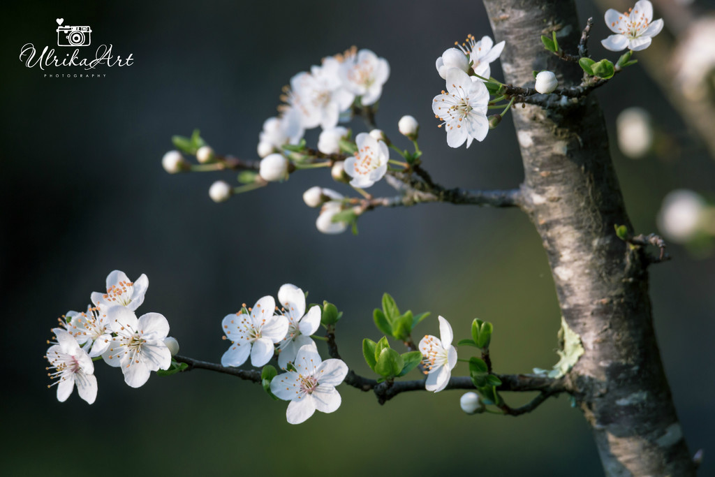 More blossoms... by ulla