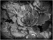 22nd Aug 2018 - cabbage