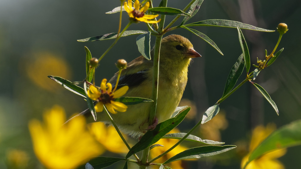 american goldfinch and sunflowers wide by rminer