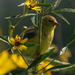american goldfinch and sunflowers wide by rminer
