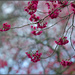 Cherry Blossom by chikadnz