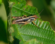 22nd Aug 2018 - grasshopper on a leaf