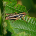 grasshopper on a leaf by rminer