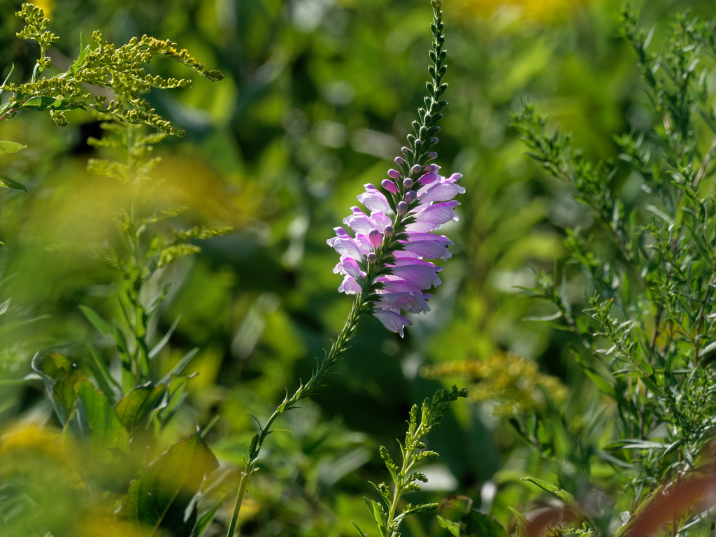 obedient plant landscape by rminer