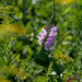 obedient plant landscape by rminer