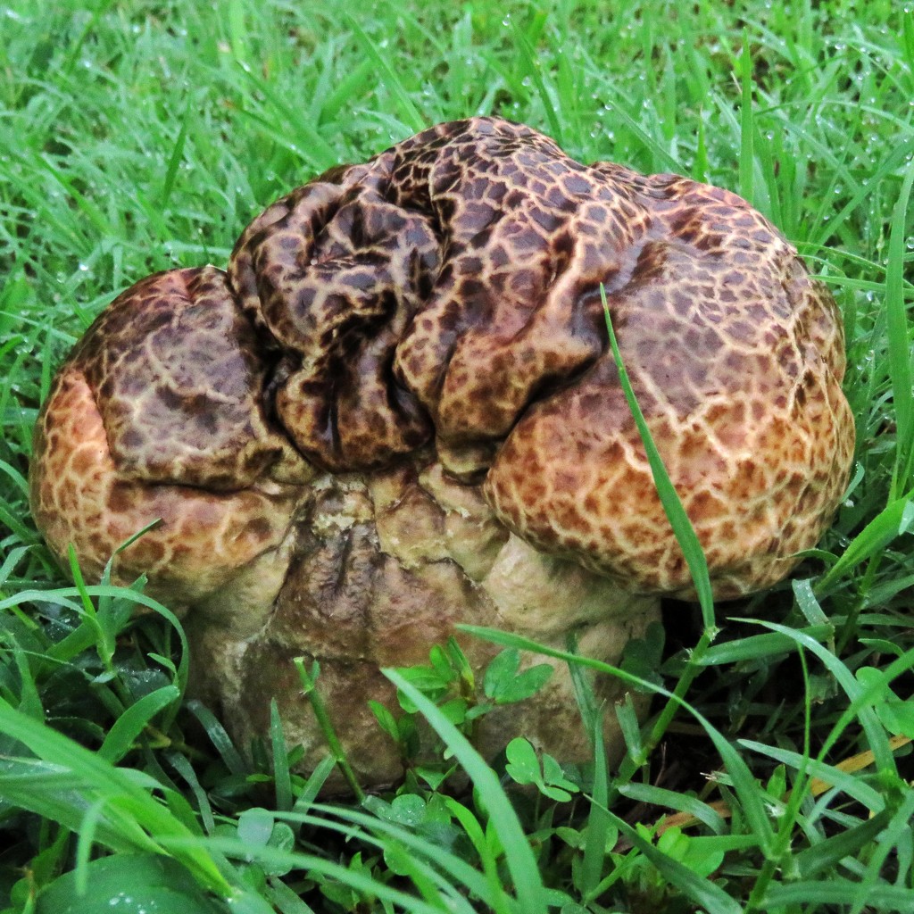 Lots of Rain Brought Odd Mushrooms by milaniet